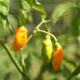 Chilli Aji Amarillo - Capsicum annuum - semená chilli - 7ks