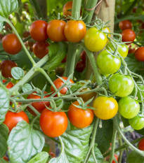 Paradajka koktailové Primavera - Solanum lycopersicum - semená paradajok - 7 ks