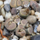 Lithops dinteri Dintergreen - semená lithopsu - 10 ks