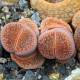 Lithops euniceae Fluminalis - semená lithopsu - 10 ks