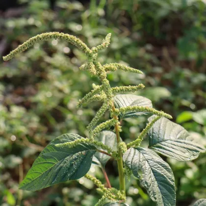 Láskavec Green Giant - Amaranthus tricolor - semená láskavca - 400 ks