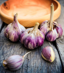 Sadbový Cesnak Germidour - Allium sativum - nepaličiak - cibuľa cesnaku - 1 balenie