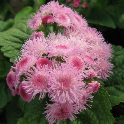 Agerát americký Pink - Ageratum houstonianum - semená agerátu - 30 ks