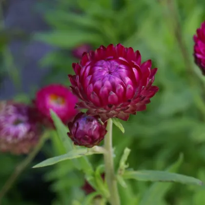 Slamienka listenatá Purple - Helichrysum bracteatum - semená slamienky - 300 ks