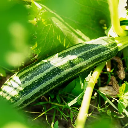 Cuketa Tapir – Cucurbita pepo – semená cukety