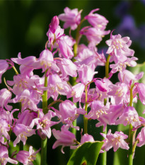 Hyacintovec španielsky ružový - Hyacinthoides hispanica - cibuľa hyacintovca - 5ks