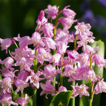 Hyacintovec španielsky ružový - Hyacinthoides hispanica - cibuľa hyacintovca - 5ks