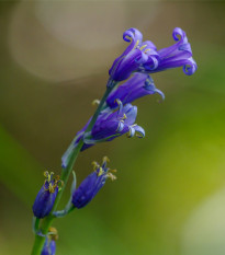 Hyacintovec britský - Hyacinthoides non scripta - cibule hyacintovca - 5 ks