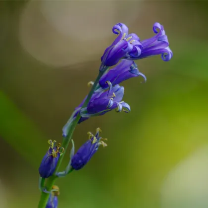 Hyacintovec britský - Hyacinthoides non scripta - cibule hyacintovca - 5 ks