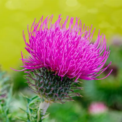 BIO Pestrec mariánsky - Silybum marianum - semená pestreca - 35 ks