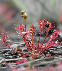 Rosička prostredná - Drosera intermedia - semená rosičky - 10 ks