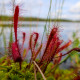 Rosička kapská Dark maroon - Drosera capensis - semená rosičky - 10ks