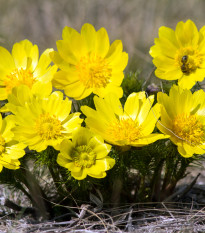 Hlaváčik jarný - Adonis vernalis - semená hlaváčika - 50ks