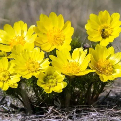 Hlaváčik jarný - Adonis vernalis - semená hlaváčika - 50ks