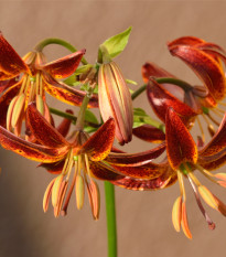 Ľalia Martagon Arabian Knight - Lilium martagon - cibuľoviny - 1 ks