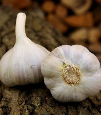 Sadbový cesnak Bjetin - Allium sativum - ozimný paličiak - cibuľa cesnaku - 1 balenie