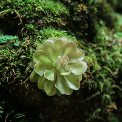 Tučnica obyčajná - Pinguicula vulgaris - semená tučnice - 10 ks