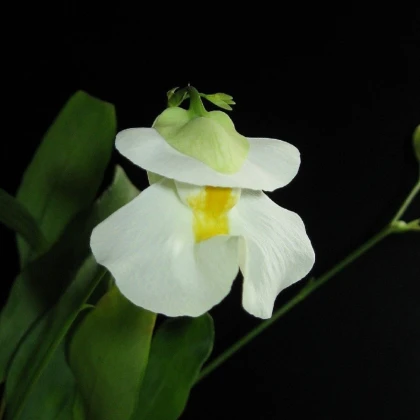 Bublinatka orchidoidná - Utricularia alpina - semená bublinatky - 10 ks