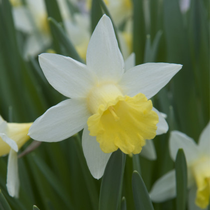 Narcis Topolino - Narcissus - cibuľoviny - 3 ks