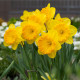 Narcis Carlton - Narcissus Carlton - cibuľoviny - 3 ks
