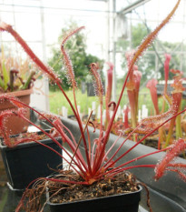 Rosička Red plant - Drosera capensis - semená rosičky - 15 ks