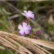 Rosička Minor - Drosera capensis - semená rosičky - 10 ks