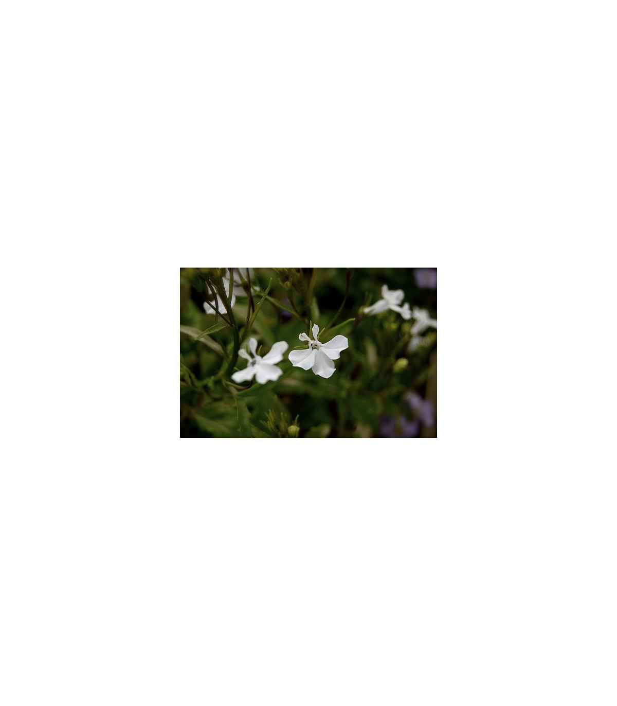 Lobelka drobná nízka - Lobelia erinus - semená lobelky - 1000 ks