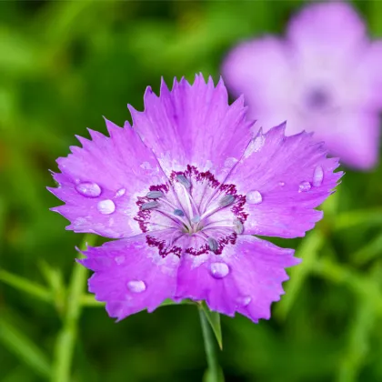 Klinček sibírsky - Dianthus amurensis - semená klinčeka - 100 ks