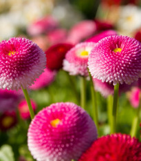 Sedmokráska obyčajná ružová - Bellis perennis - semená sedmokrásky - 0,1 g