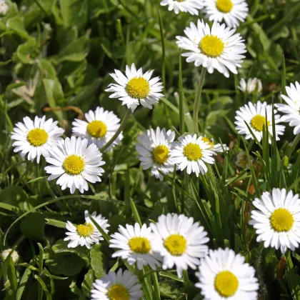 Sedmokráska jednoduchá biela - Bellis perennis - semená sedmokrásky - 70 ks