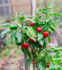 Chilli Satans Kiss - Capsicum annuum - semená chilli - 7 ks