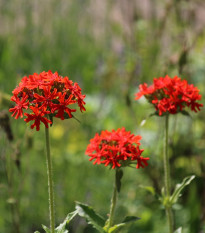 Kukučka hustokvetá - Lychnis chalcedonica - semená - 50 ks