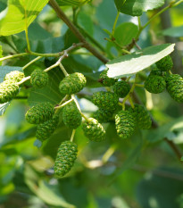 Jelša lepkavá - Alnus glutinosa - semená jelše - 8 ks