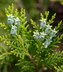 Tuja orientálna - Platycladus orientalis - semená tuje - 10 ks