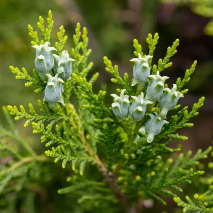 Tuja orientálna - Platycladus orientalis - semená tuje - 10 ks