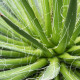 Agáve mexické - Agave filifera - semená - 7 ks