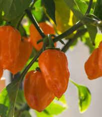 Paprika Habanada - Capsicum Chinense - semená papriky - 10 ks