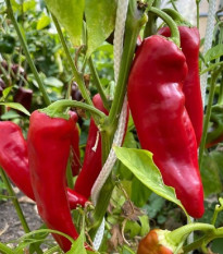 Paprika Marconi Red - Capsicum Annuum - semená papriky - 10 ks