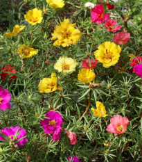 Portulaka zmes farieb - Portulaca grandiflora - semená - 900 ks