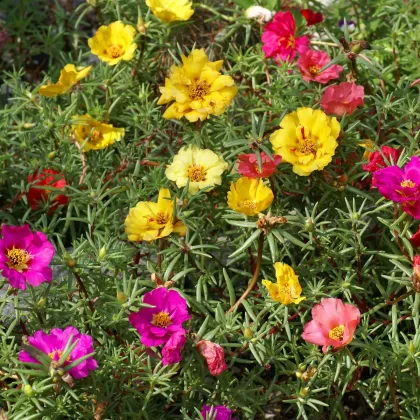 Portulaka zmes farieb - Portulaca grandiflora - semená - 900 ks