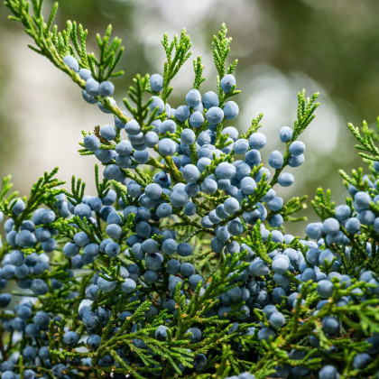 Borievka virgínska - Juniperus virginiana - semená borievky - 5 ks