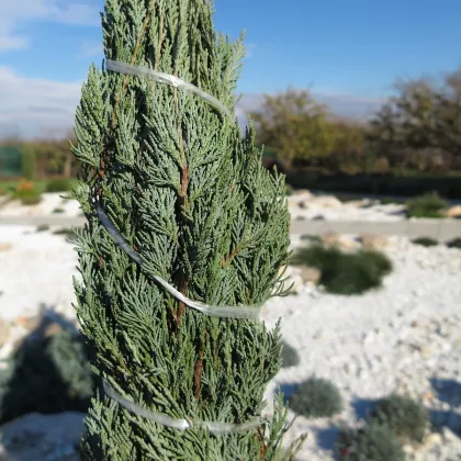 Borievka virgínska - Juniperus virginiana - semená borievky - 5 ks