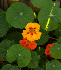 Kapucínka väčšia Doppelte Glanz zmes - Tropaeolum majus - semená kapucínky - 15 ks