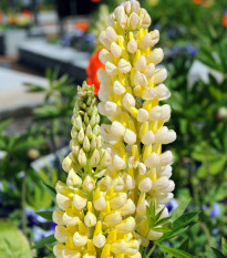 Vlčí bôb Kronleuchter - Lupina mnoholistá - Lupinus polyphyllus - semená - 40 ks