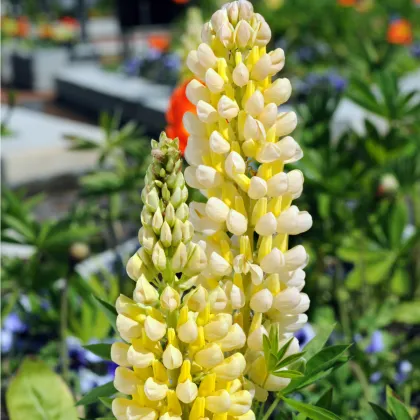 Vlčí bôb Kronleuchter - Lupina mnoholistá - Lupinus polyphyllus - semená - 40 ks