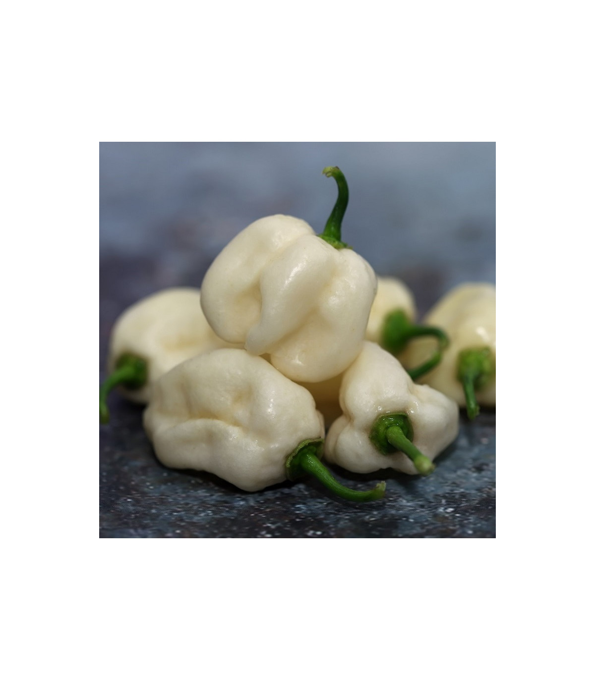 Chilli Habanero biele - Capsicum Chinense - semená chilli - 6 ks