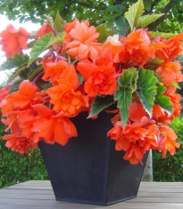 Begónia oranžová - Begonia pendula - hľuzy begónie - 2 ks