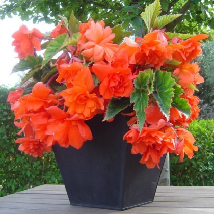 Begónia oranžová - Begonia pendula - hľuzy begónie - 2 ks