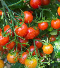 Paradajka Sweetie - Solanum lycopersicum - semená paradajky - 6 ks