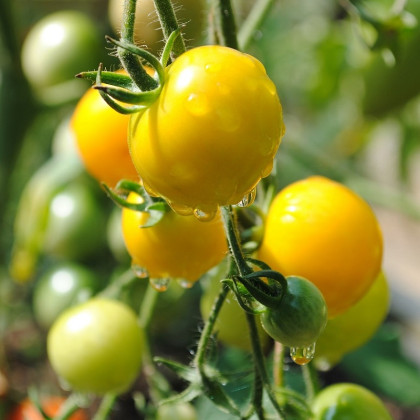 Paradajka Goldkrone - Solanum lycopersicum - semená paradajky - 10 ks